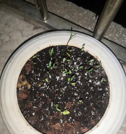 波斯菊种子的外观特征是什么？