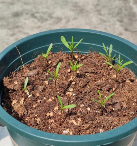波斯菊种子的外观特征是什么？