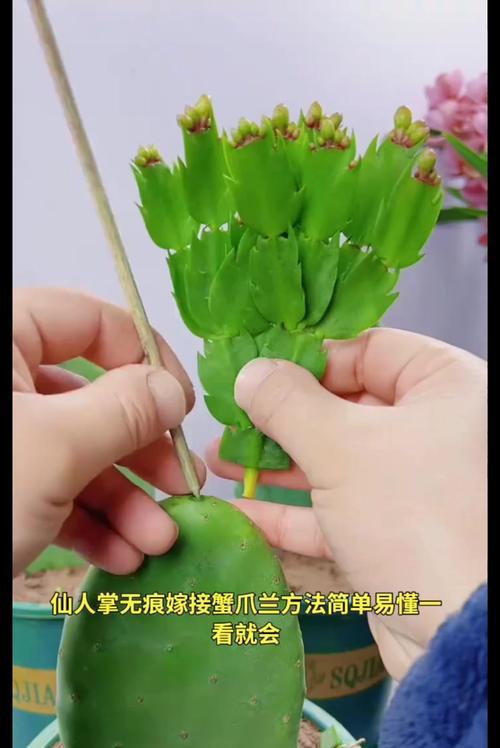 蟹爪兰的最佳嫁接方法是什么？