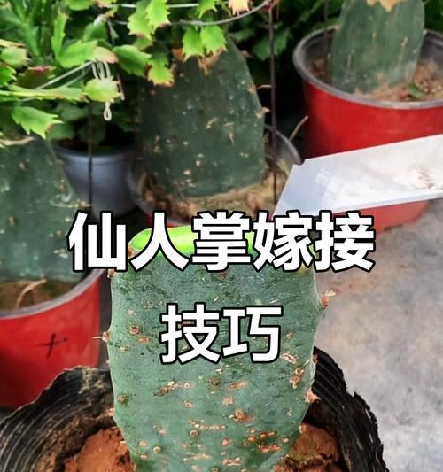蟹爪兰的最佳嫁接方法是什么？