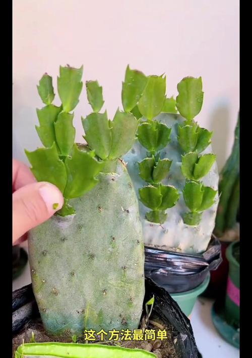 蟹爪兰的最佳嫁接方法是什么？