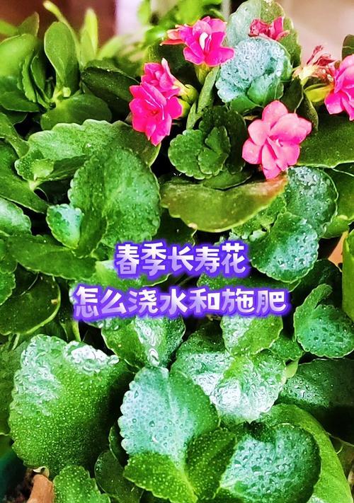 长寿花施肥的注意事项是什么？怎样施肥才能促进分枝？