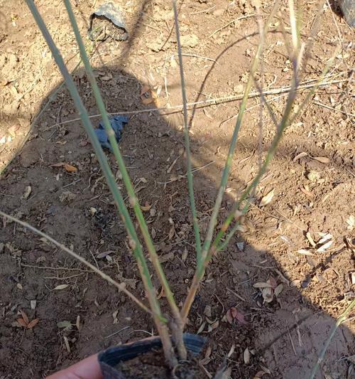 迎春花的种植技巧有哪些？如何让迎春花开得更早？