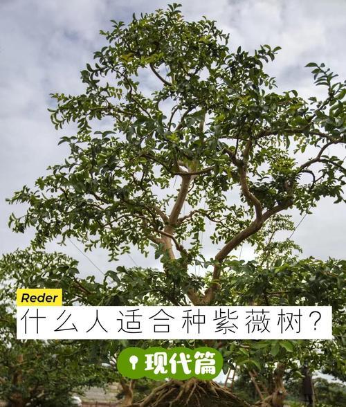 紫薇树修剪的最佳时机和方法是什么？