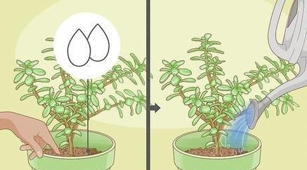 玉树繁殖的正确步骤是什么？