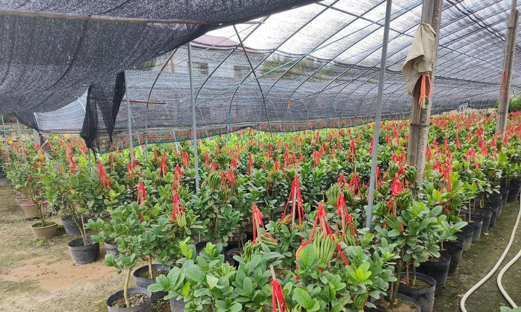 佛手种植需要注意哪些问题？
