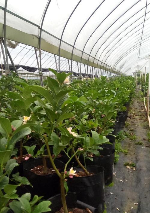佛手种植需要注意哪些问题？
