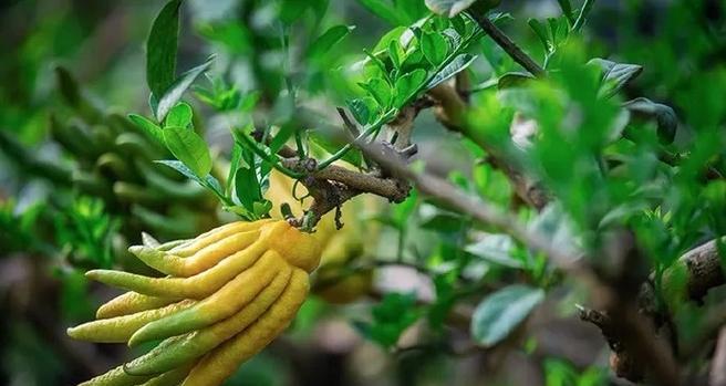 佛手种植需要注意哪些问题？
