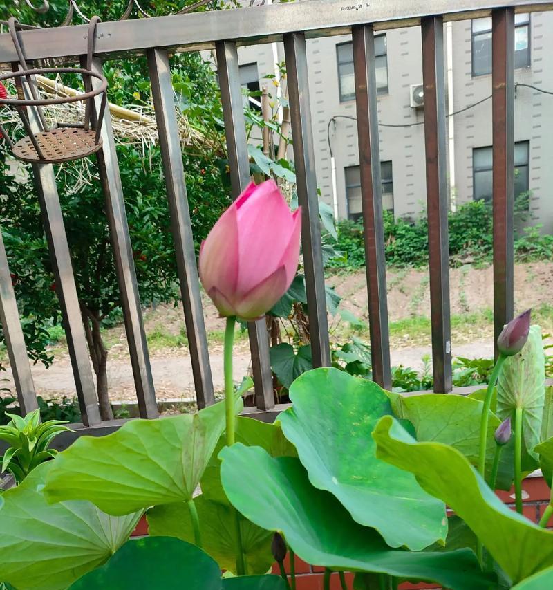 盆栽荷花的品种有哪些？盆栽荷花的养护和管理要点是什么？