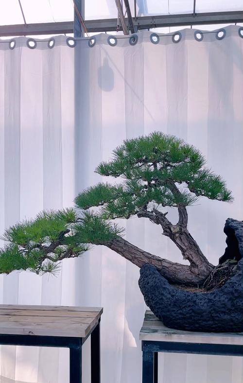 黑松盆景修剪技巧有哪些？怎样修剪才能保持形态？