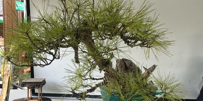 黑松盆景修剪技巧有哪些？怎样修剪才能保持形态？