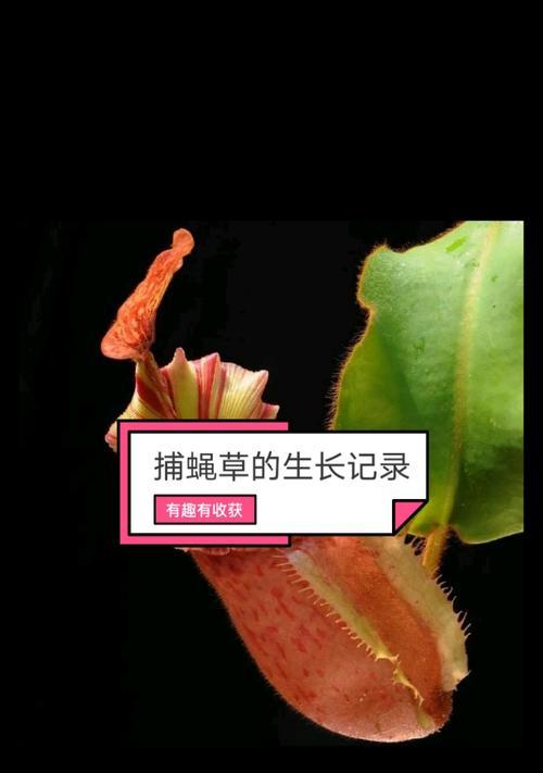捕蝇草如何繁殖？有效繁殖捕蝇草的方法有哪些？