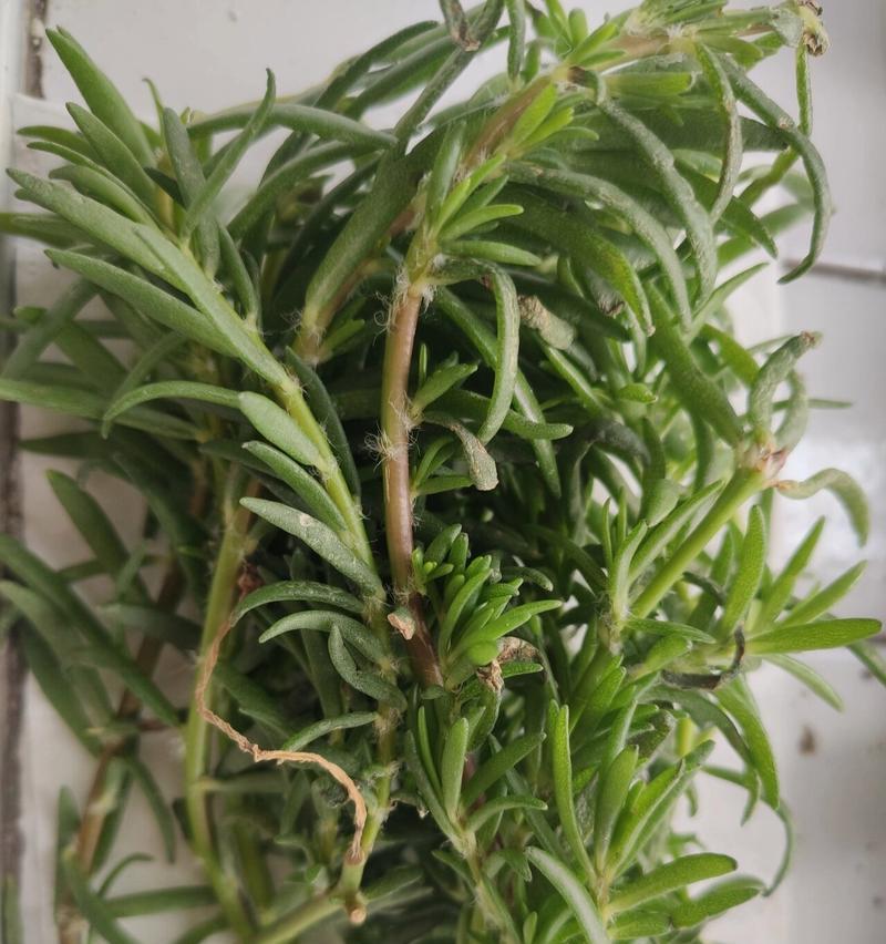 非洲菊插枝的正确方法是什么？