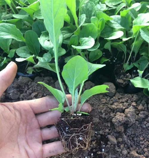 非洲菊插枝的正确方法是什么？