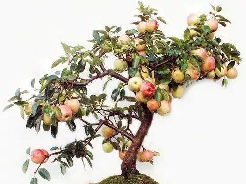 碧桃落叶时间：它通常在什么时候落叶？