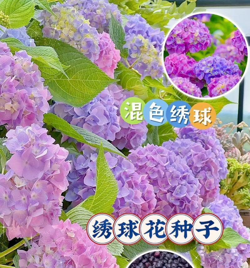 绣球种植的步骤和技巧是什么？