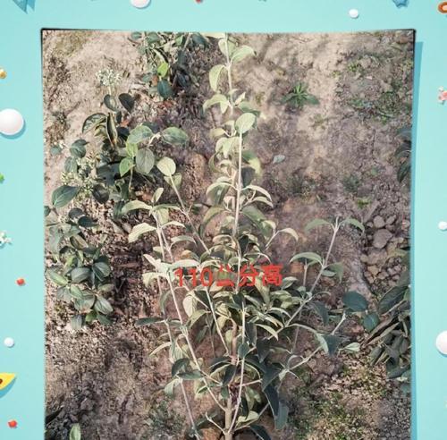 绣球种植的步骤和技巧是什么？
