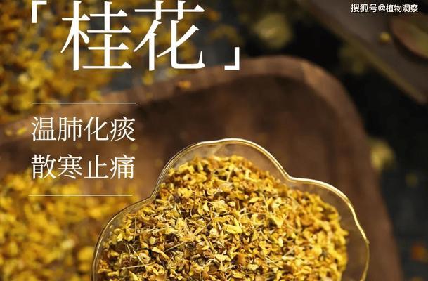 桂花树不开花的原因及解决方法是什么？