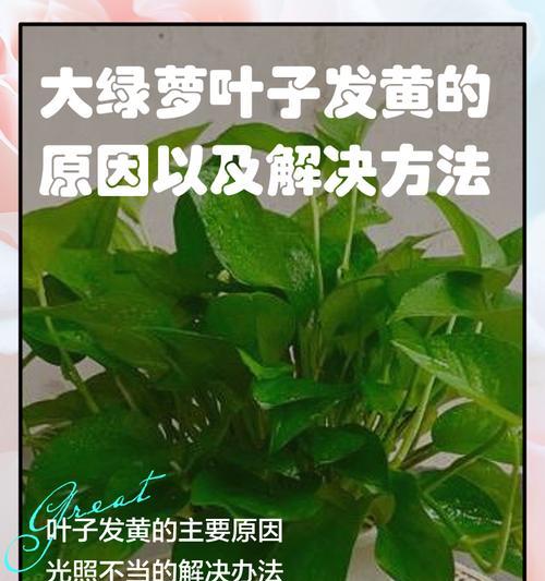 绿萝叶子发蔫是什么原因？