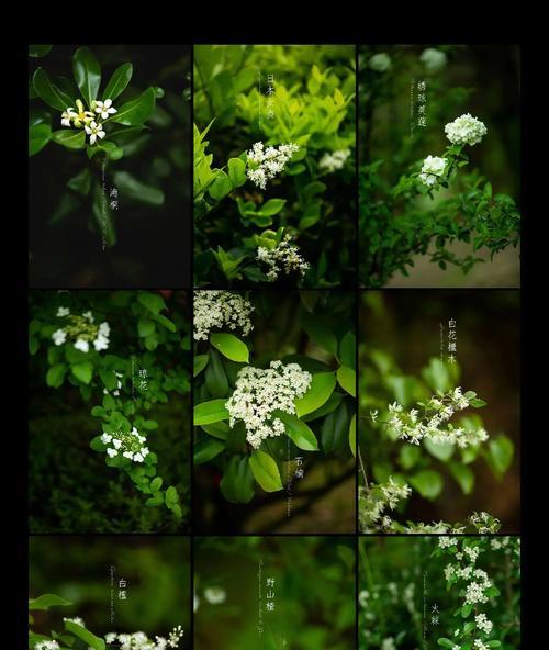 春天有哪些植物开始开花？如何在春天打理这些植物？