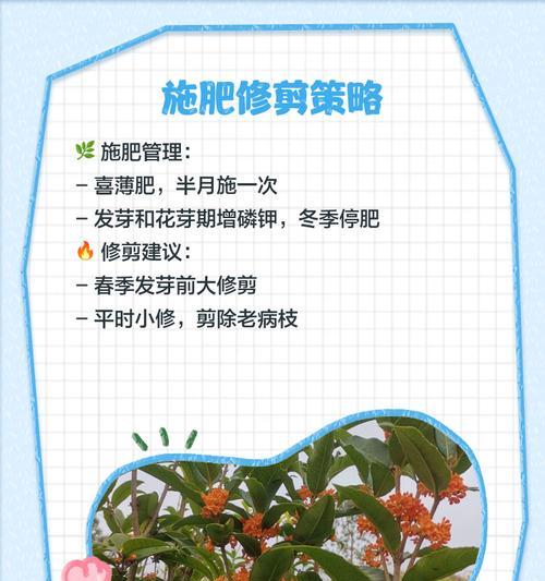 桂花树施肥的最佳时间和方法是什么？