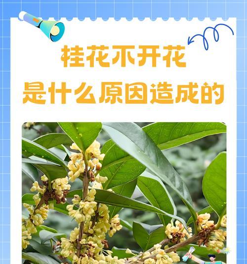 桂花树施肥的最佳时间和方法是什么？