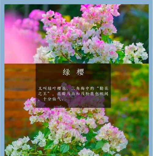 云南花品种有哪些？如何选择适合的云南花品种？