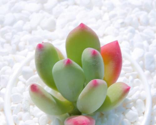 青美人养护需要注意哪些要点？