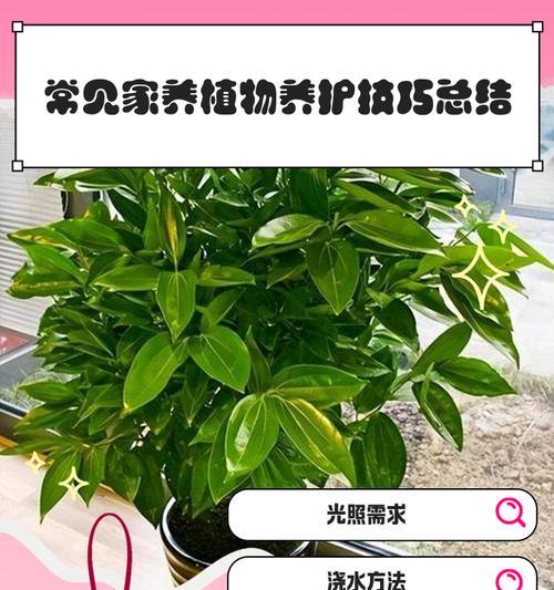 驱蚊草的养护技巧和常见问题？