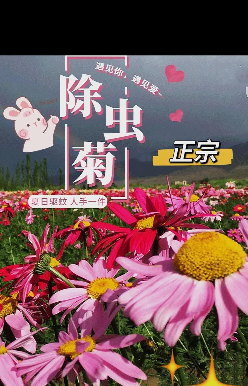 驱蚊草的养护技巧和常见问题？