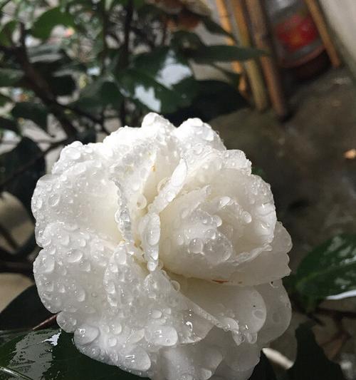 静夜开花后应该如何处理？
