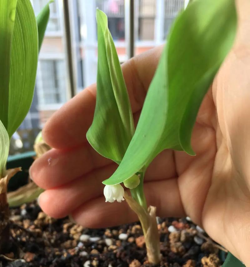 铃兰花的繁殖技巧有哪些？怎样才能成功繁殖新植株？