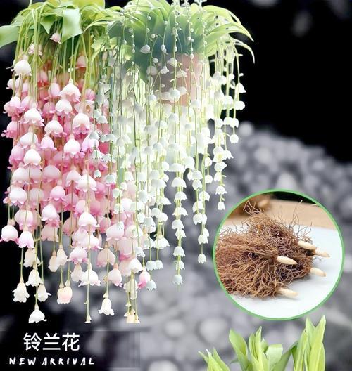 铃兰花的繁殖技巧有哪些？怎样才能成功繁殖新植株？