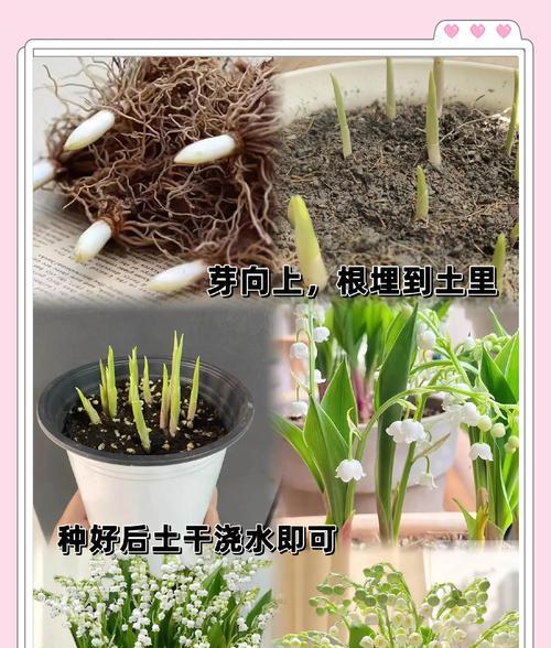 铃兰花的繁殖技巧有哪些？怎样才能成功繁殖新植株？
