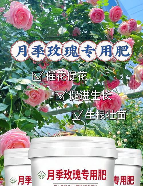 玫瑰花的施肥指南是什么？