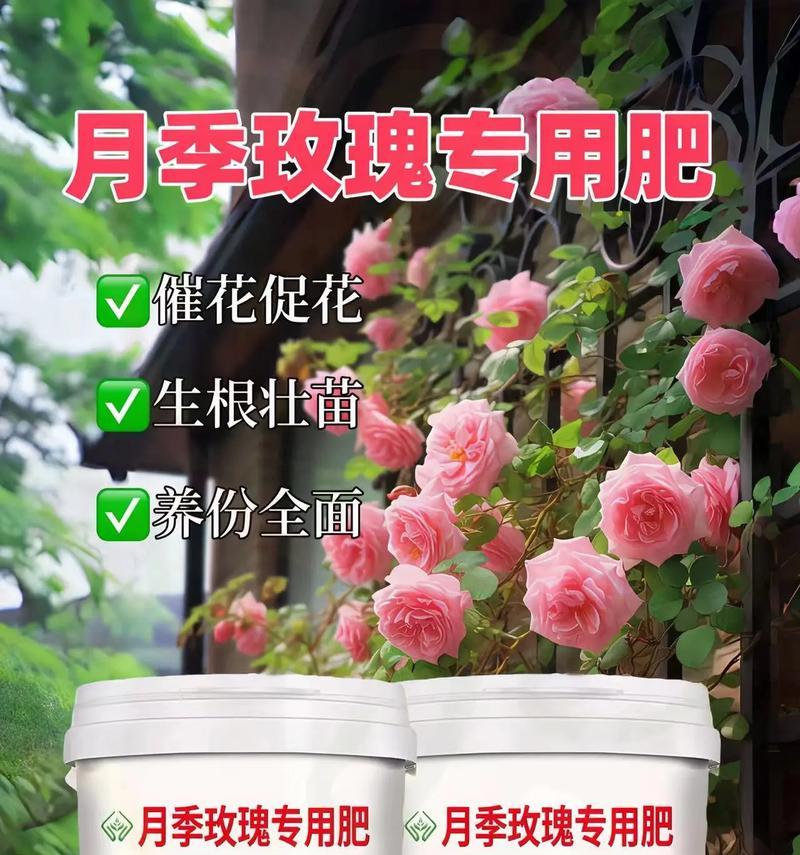 玫瑰花的施肥指南是什么？