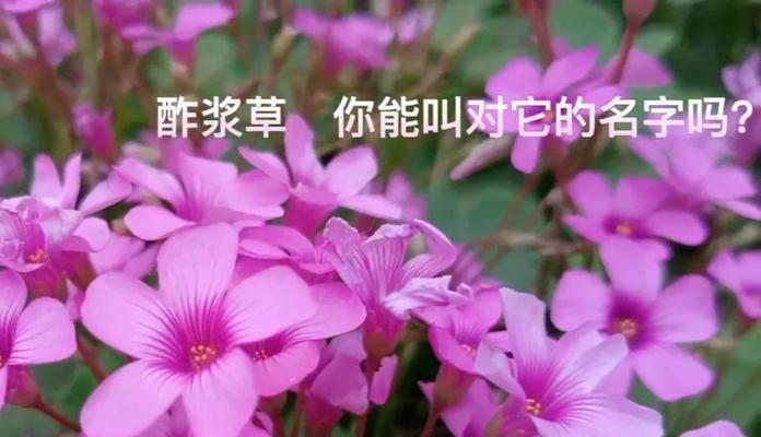 三叶草花有哪些作用和功效？