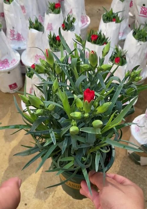 种植康乃馨应该选择哪种土壤？