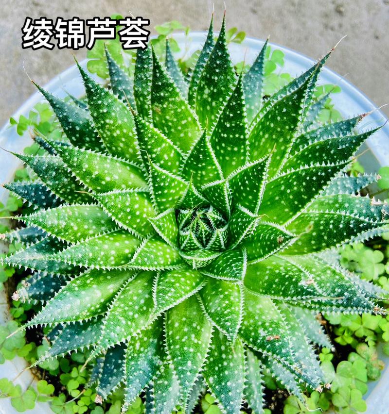 芦荟有哪些品种？它们的用途和养护方法是什么？