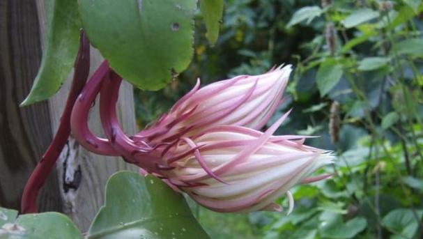 昙花栽种需要注意哪些要点？如何促进昙花开花？