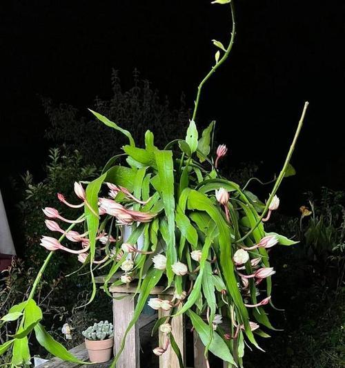 昙花栽种需要注意哪些要点？如何促进昙花开花？