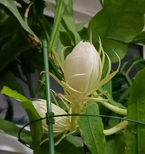 昙花栽种需要注意哪些要点？如何促进昙花开花？