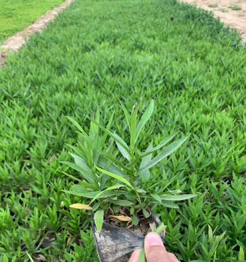 荷兰菊在哪个季节种植最为适宜？