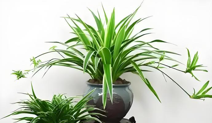 哪些植物需要阳光？如何种植？