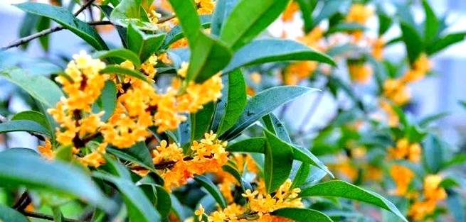 杭州的市花有哪些？它们的历史背景是什么？