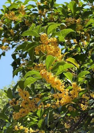 杭州的市花有哪些？它们的历史背景是什么？