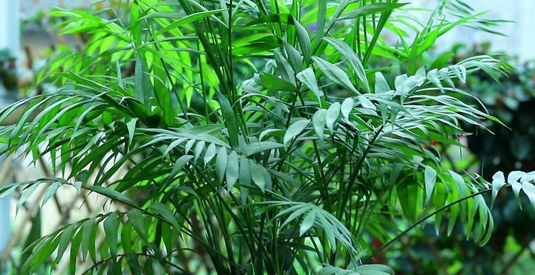 富贵椰子树的养殖技巧有哪些？
