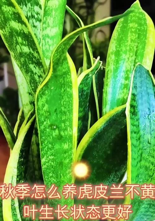 兰叶发黄是什么原因？如何有效解决？