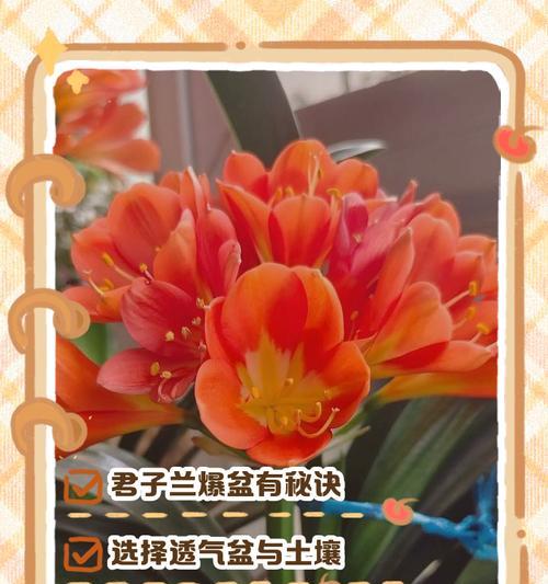 君子兰的正确养护方法是什么？怎样才能养出好状态？