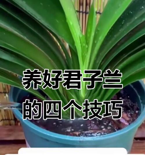 君子兰的正确养护方法是什么？怎样才能养出好状态？